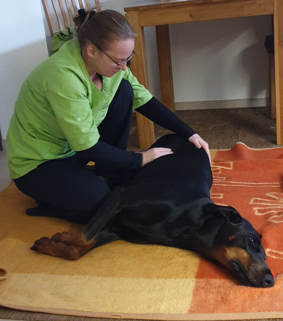 Schmerztherapie Hunde Magdeburg und Umgebung