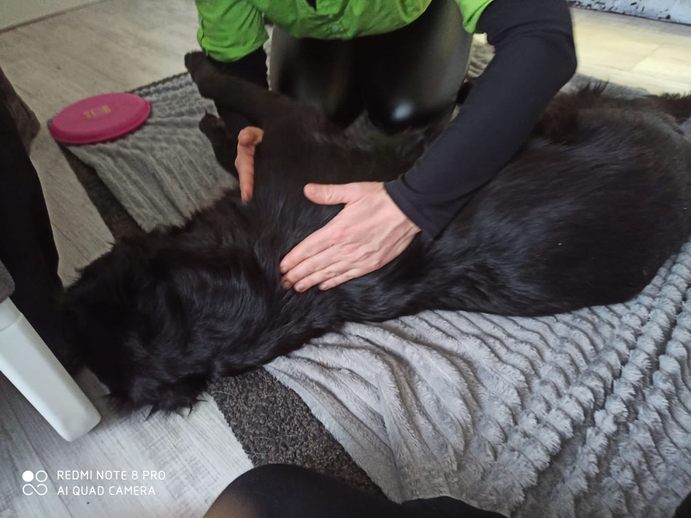 Physiotherapie Hunde