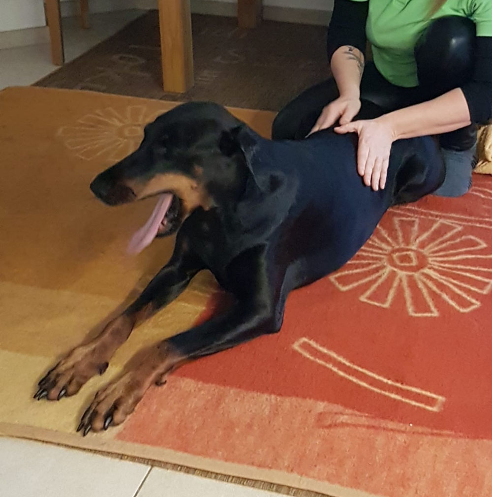 Hundephysiotherapie Magdeburg und Umgebung