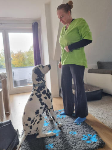Tierphysiotherapie Magdeburg - alle Positionen des Hundes werden genauestens untersucht