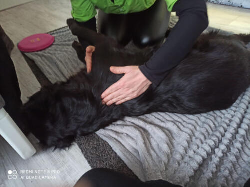 Hunde Physiotherapie Magdeburg - Senior Sam, genießt seine Therapie, es hilft ihm sehr .